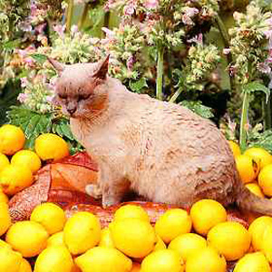 Unbranded Catmint Lemon Scented Seeds