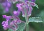 Catmint