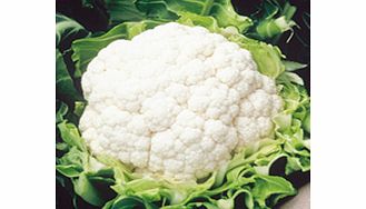 Unbranded Cauliflower Aalsmeer Seeds