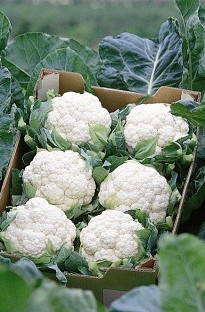 Unbranded Cauliflower All Year Round Mexico F1 Hybrid x 200 seeds