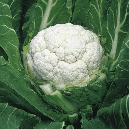 Unbranded Cauliflower Evita Seeds Average Seeds 90