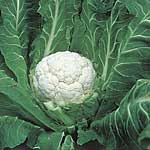 Unbranded Cauliflower Evita Seeds