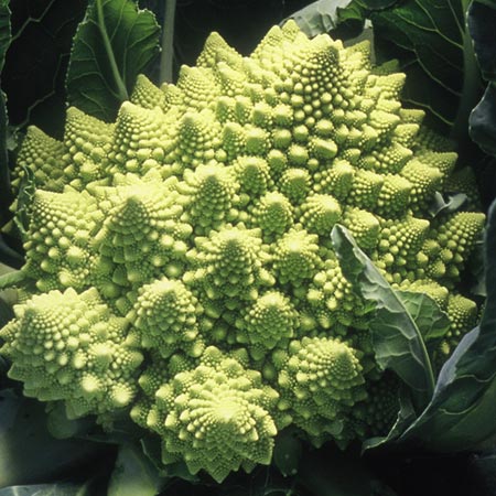Unbranded Cauliflower Lazio F1 Seeds Average Seeds 60