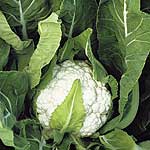 Unbranded Cauliflower Nessie F1 Seeds 434299.htm