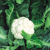 Unbranded Cauliflower Seeds - Mayflower F1