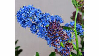 Unbranded Ceanothus Plant - Concha