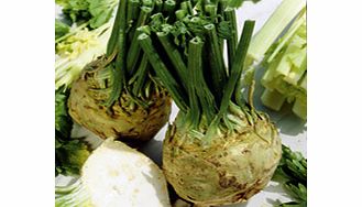 Unbranded Celeriac Plants - Brilliant