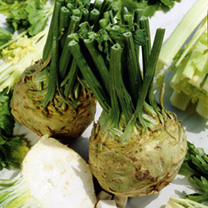 Unbranded Celeriac Seeds - Brilliant