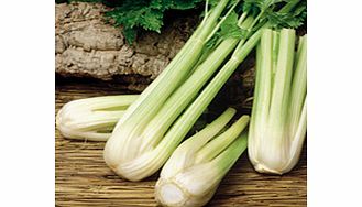 Unbranded Celery Golden Spartan Seeds