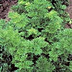 Unbranded Celery Par-Cel Seeds 435987.htm