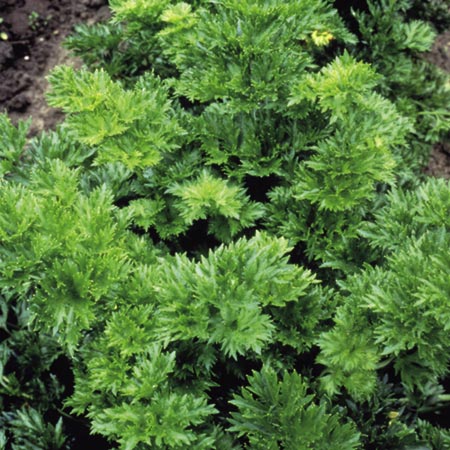 Unbranded Celery Par-Cel Seeds Average Seeds 900