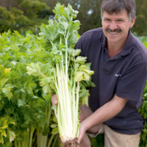 Unbranded Celery Seeds - Loretta