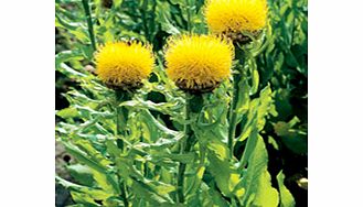 Unbranded Centaurea Plant - macrocephala