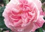Centifolia Hybrid Rose
