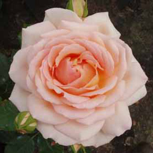 Unbranded Chandos Hybrid Tea Rose (pre-order now)