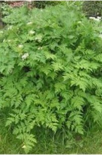 Unbranded Chervil (herb) x 1000 seeds