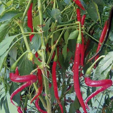 Unbranded Chilli Joes Long F1 Plants Pack of 5 Pot Ready