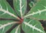 Chinese Virginia Creeper