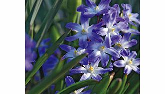 Unbranded Chionodoxa Bulbs - Blue Giant