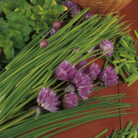 Unbranded Chives Seeds Average Seeds 300