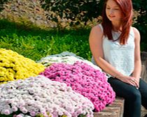 Unbranded Chrysanthemum Plant - Purple