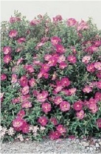 Unbranded Cistus Purpureus x 1 litre pot