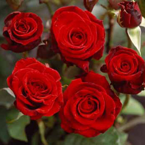 Unbranded Claret Hybrid Tea Rose