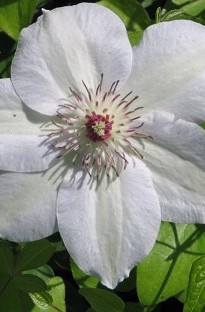 Unbranded Clematis Montana Grandiflora x 5 plants