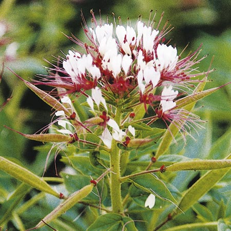 Unbranded Cleome Hairy Fairy Seeds Average Seeds 90