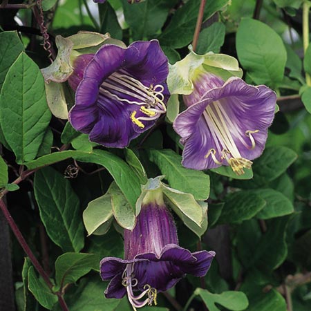 Unbranded Cobaea Scandens Seeds (Cathedral Bells) 13 Seeds
