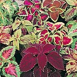Unbranded Coleus Fairway Seeds 410796.htm