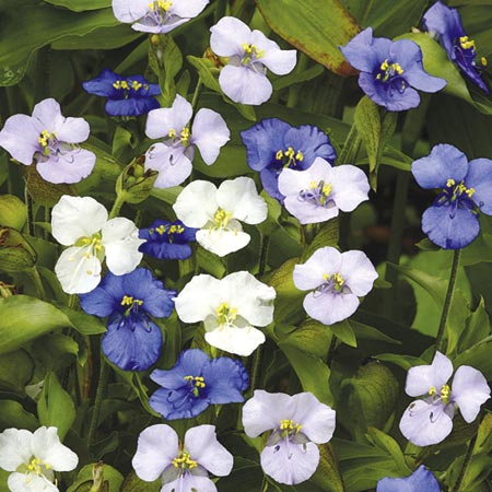 Unbranded Commelina Starry Starry Night Average Seeds 65