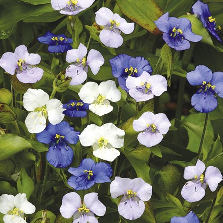 Unbranded Commelina Starry Starry Night Seeds Average