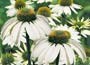 Coneflower