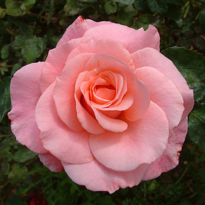 Unbranded Congratulations  Hybrid Tea Rose