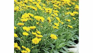 Unbranded Coreopsis Early Sunrise Plants