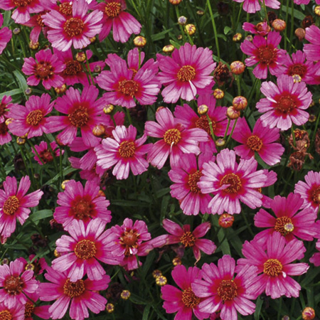 Unbranded Coreopsis Garnet Plants Pack of 3 Pot Ready Plants