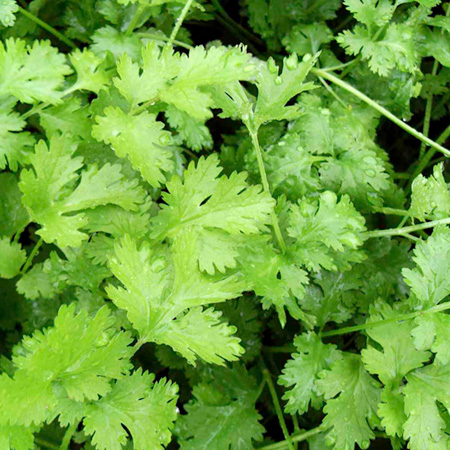 Unbranded Coriander Calypso Seeds Average Seeds 180