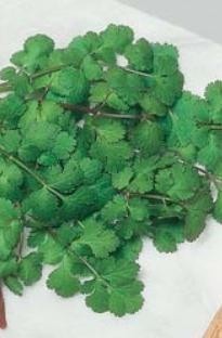 Unbranded Coriander Cilantro x 150 seeds