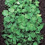 Unbranded Coriander Plants 400241.htm