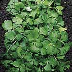 Unbranded Coriander Seeds 436095.htm