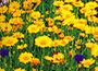 Cornfield Collection