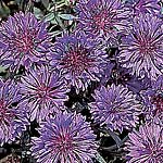 Large  deep blue double flowers. Easy to grow HA - Hardy annual. Height 75cm (2½`).