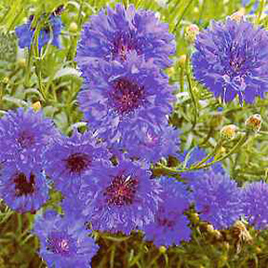 Unbranded Cornflower Dwarf Jubilee Gem Seeds