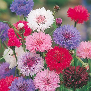 Unbranded Cornflower Polka Dot Mix Seeds