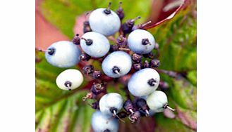 Unbranded Cornus alba Plants