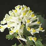 Unbranded Corydalis Vanilla Crunch Seeds