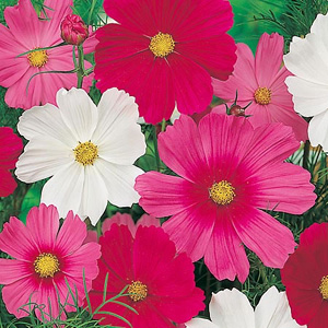 Unbranded Cosmea Sensation Tall Mix Seeds