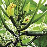 Unbranded Courgette Black Hawk F1 Seeds