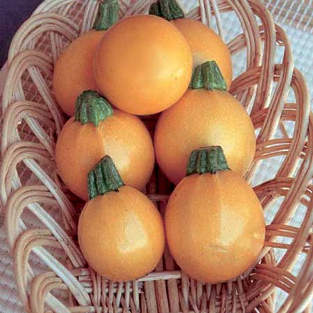 Unbranded Courgette One Ball F1 Seeds Average seeds 20